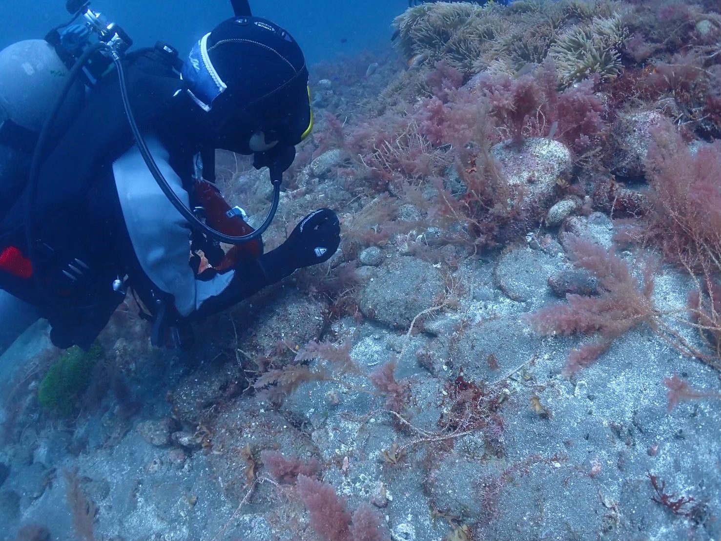 海を楽しむ、その先へ｜DIVE SHOP Juaの環境保全イメージ画像