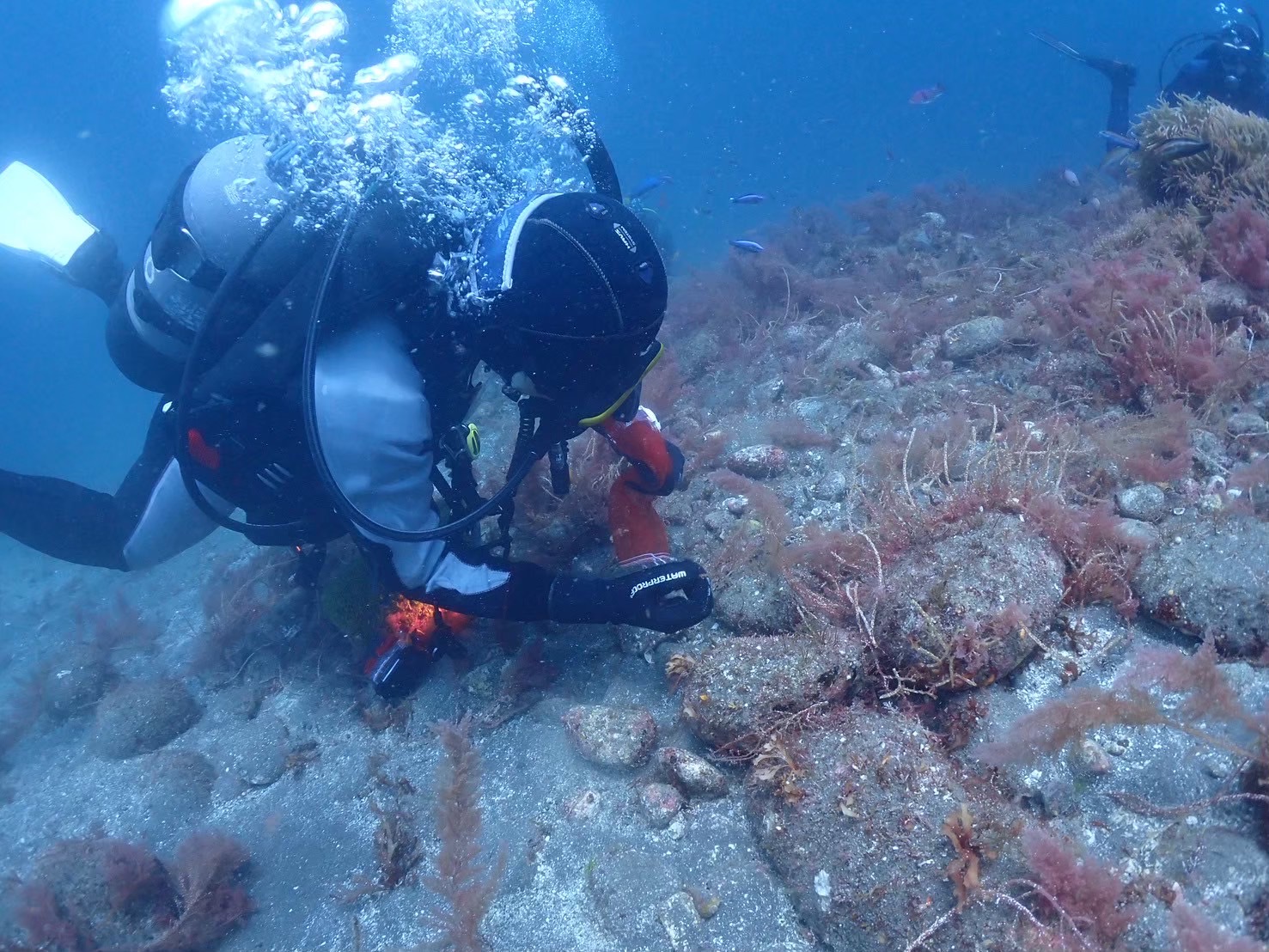 海を楽しむ、その先へ｜DIVE SHOP Juaの環境保全イメージ画像