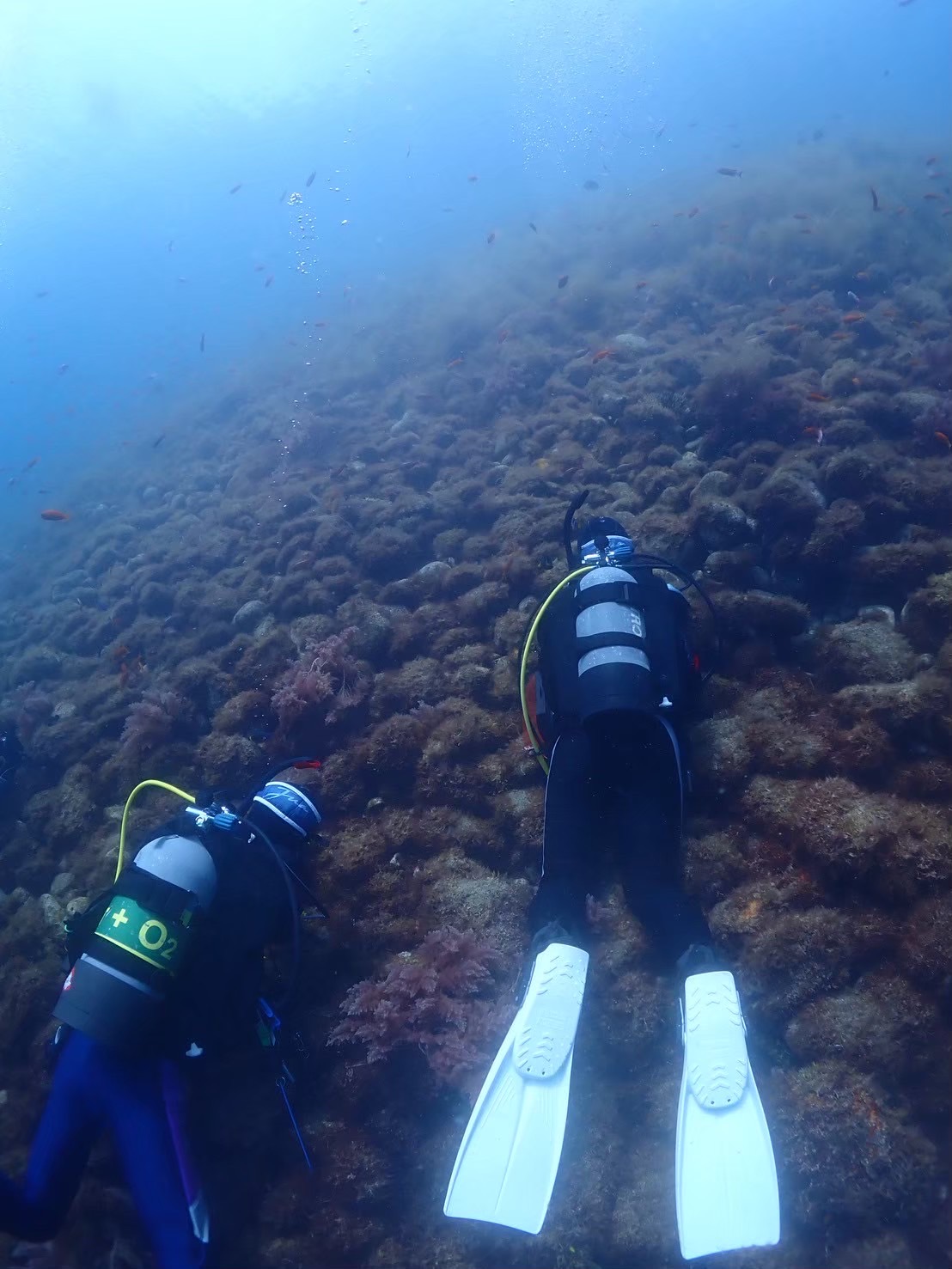 海を楽しむ、その先へ｜DIVE SHOP Juaの環境保全イメージ画像