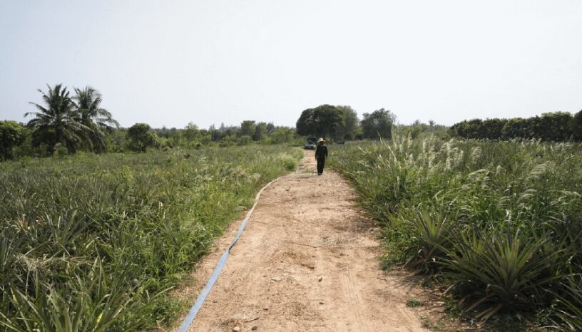 カーボンニュートラルな飴？企業ノベルティ｜にも使えるユニークな飴が登場イメージ画像