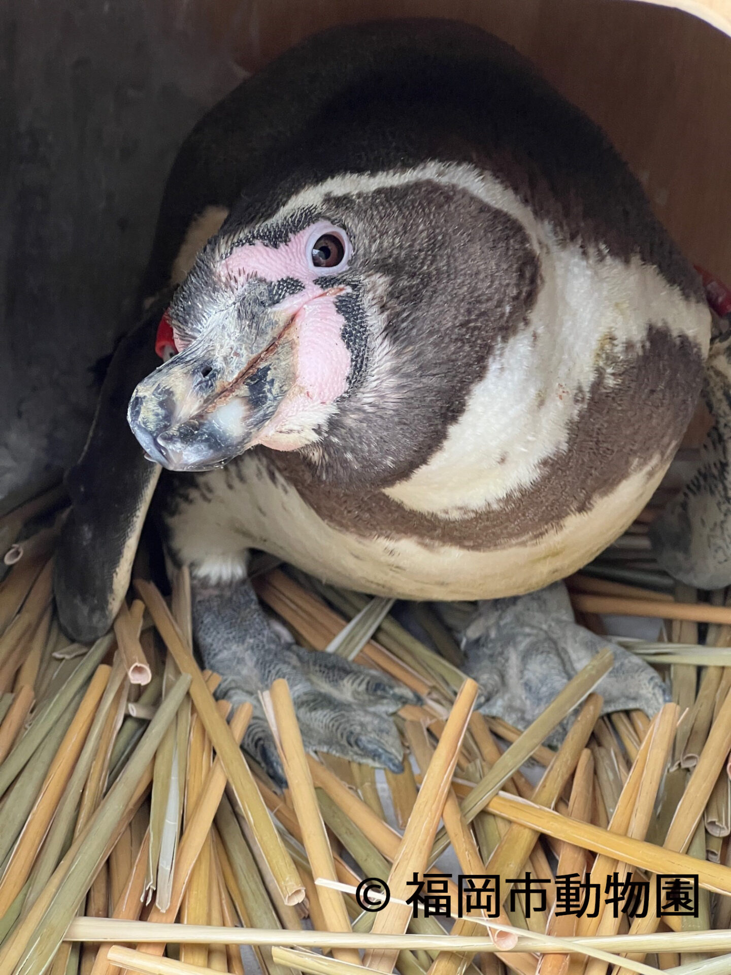 使用済ストローがペンギンの巣に！｜博多エクセルホテル東急のリユースプロジェクトイメージ画像