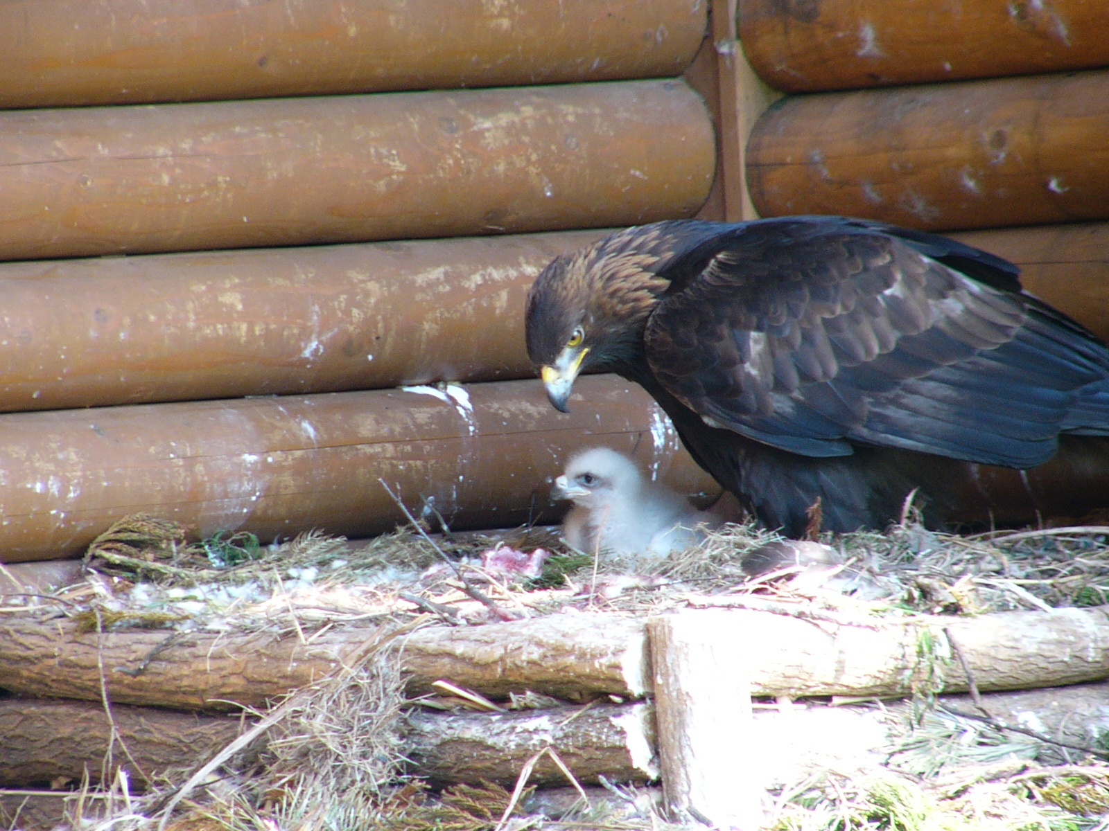 レジャー施設の裏側にある本質的使命。｜秋田市大森山動物園が社会に問う、絶滅危惧種保全のリアルイメージ画像