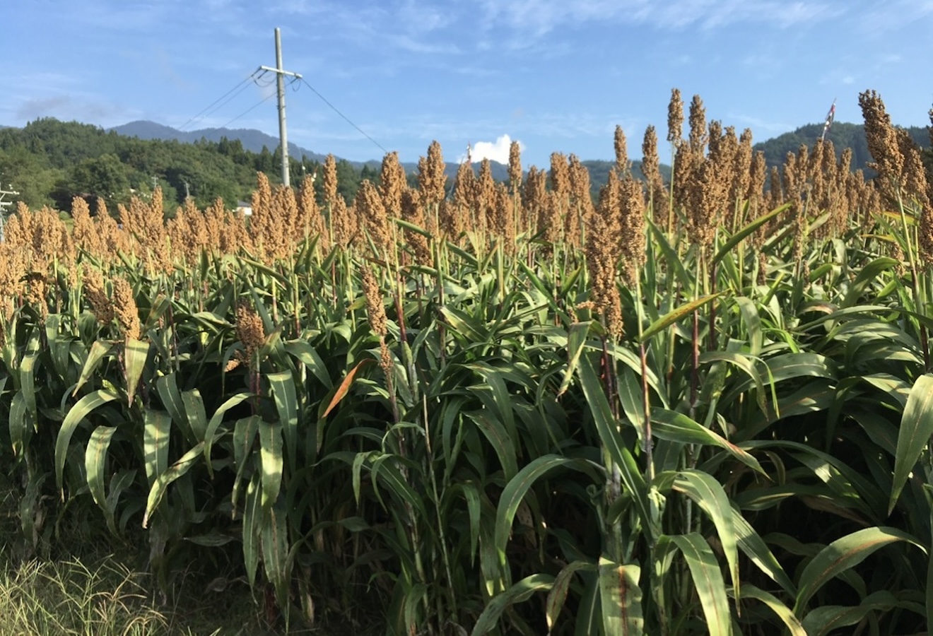 耕作放棄地から生まれる、新しい食。｜ソルガムが地域循環の一歩にイメージ画像