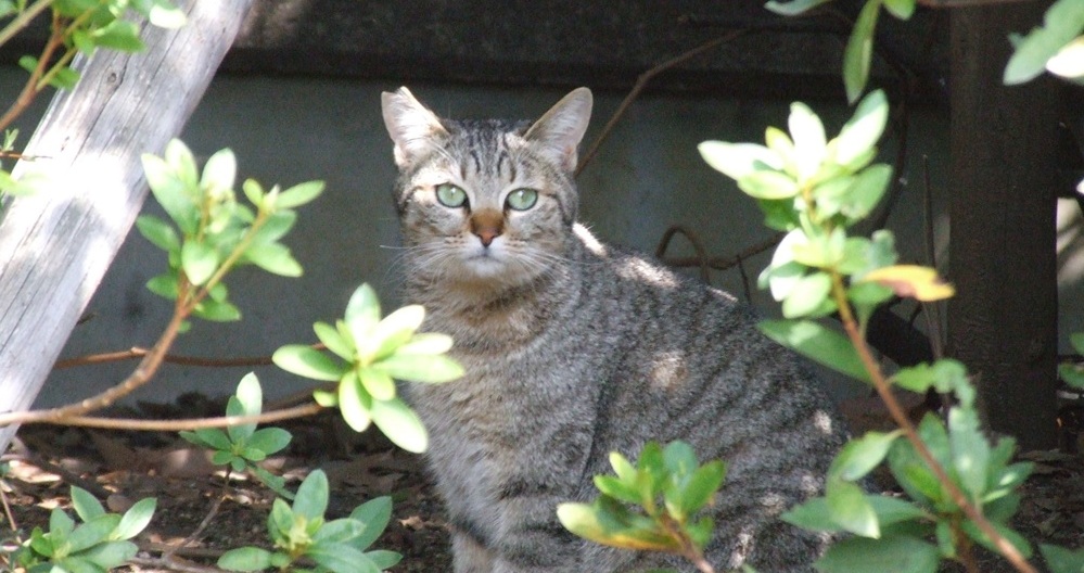 猫はなぜ「外来種」なの？｜環境省が「イエネコ」への表記変更を見送り