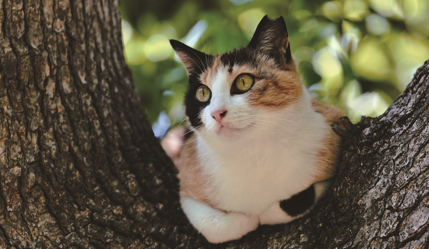猫はなぜ「外来種」なの？｜環境省が「イエネコ」への表記変更を見送りイメージ画像